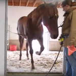 paard met gedragsproblemen helpen met clickertraining