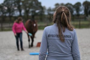 les clickertraining positieve bekrachtiging paard gelderland overijssel utrecht
