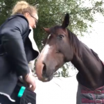 kopschuw paard trainen met clickertraining