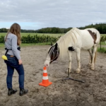 Paard trainen met stationary target