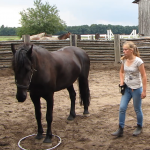 paard met clickertraining blijf leren