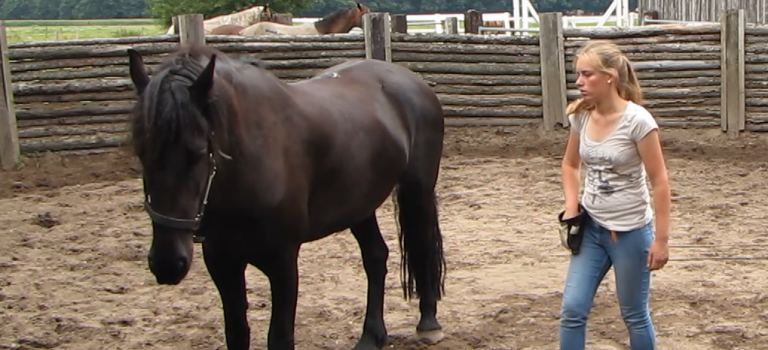 paard met clickertraining blijf leren