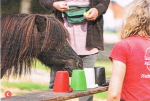 kleurendiscriminatie met pony