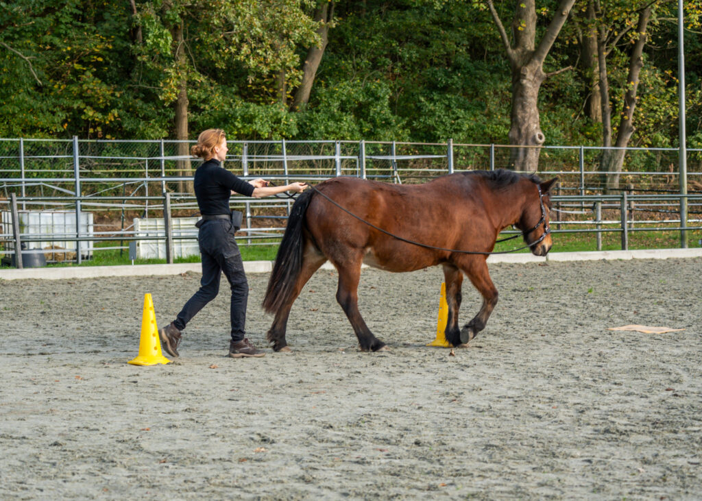 clickertraining grondwerk parcours lange teugel pionnen paard ijslander